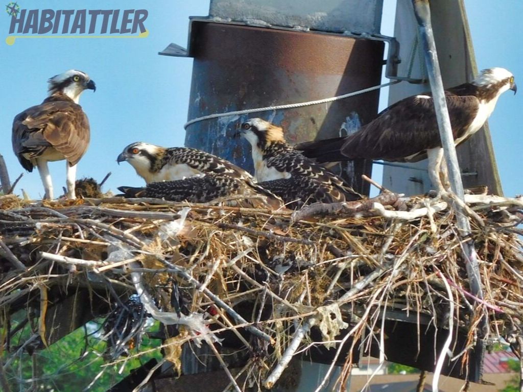Osprey family nesting on a channel marker. 