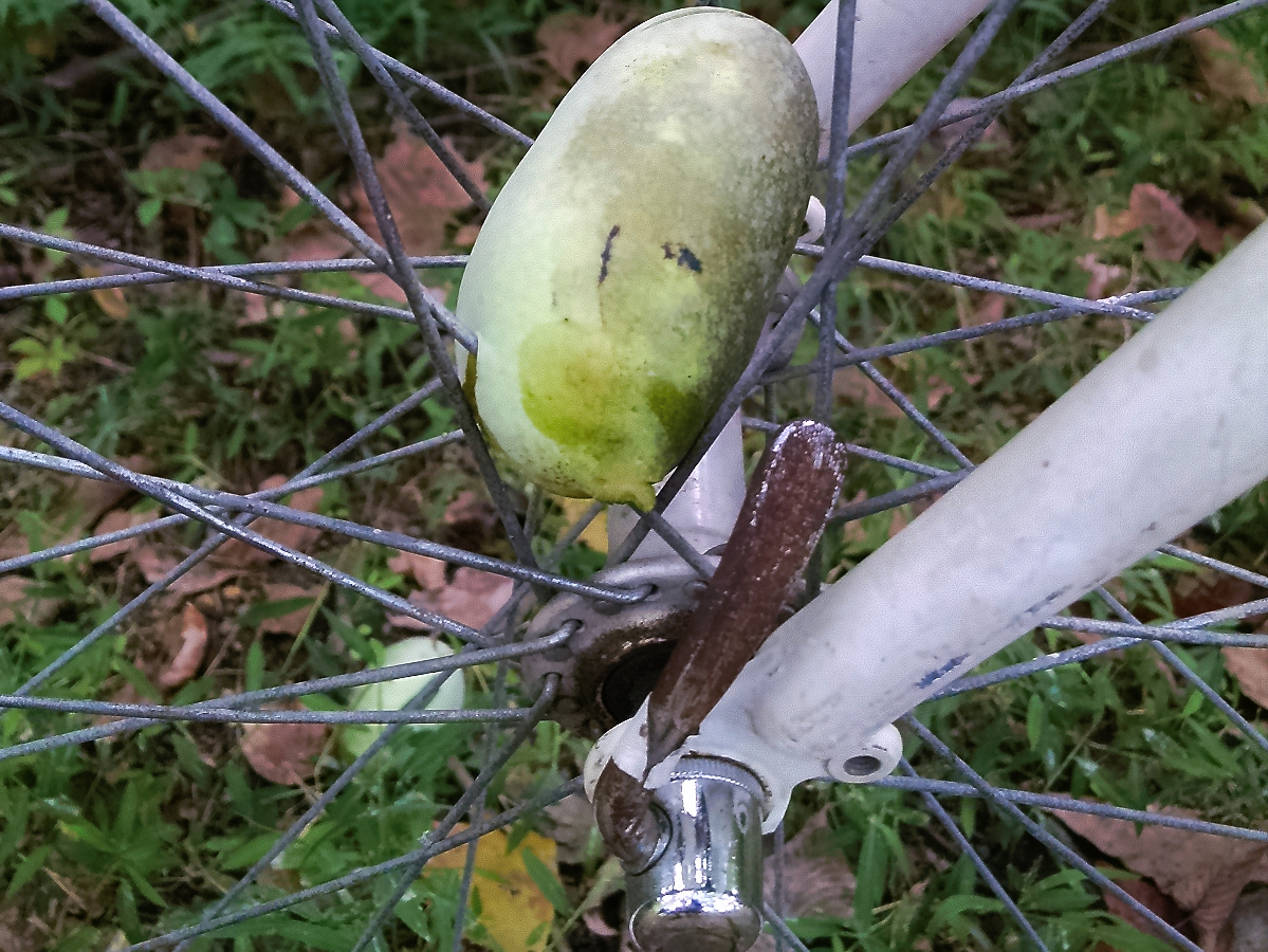 Close up of a ripe paw paw fruit caught in the spokes of a bicycle wheel