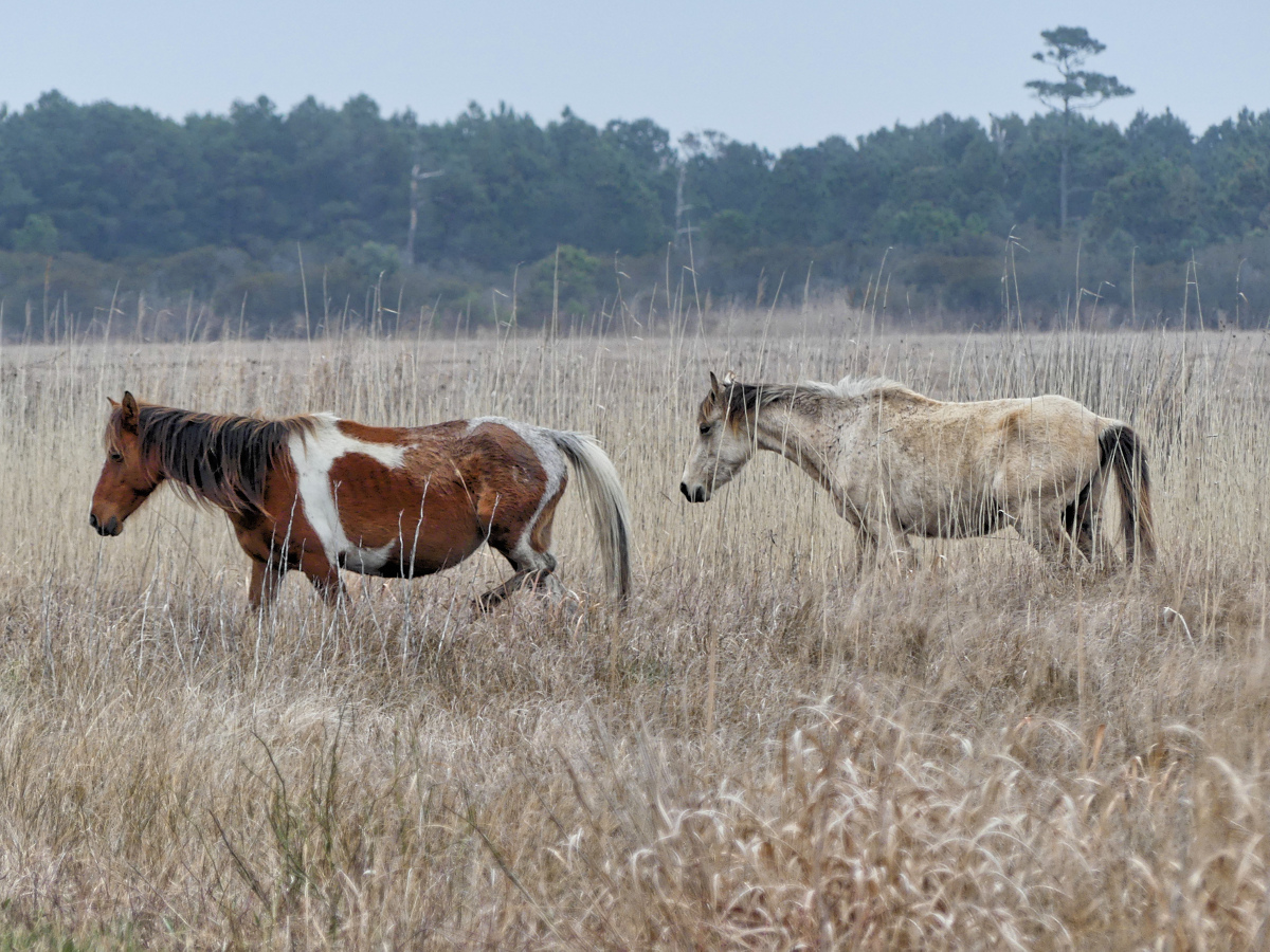 Profile of two ponies near the Marsh Trail.