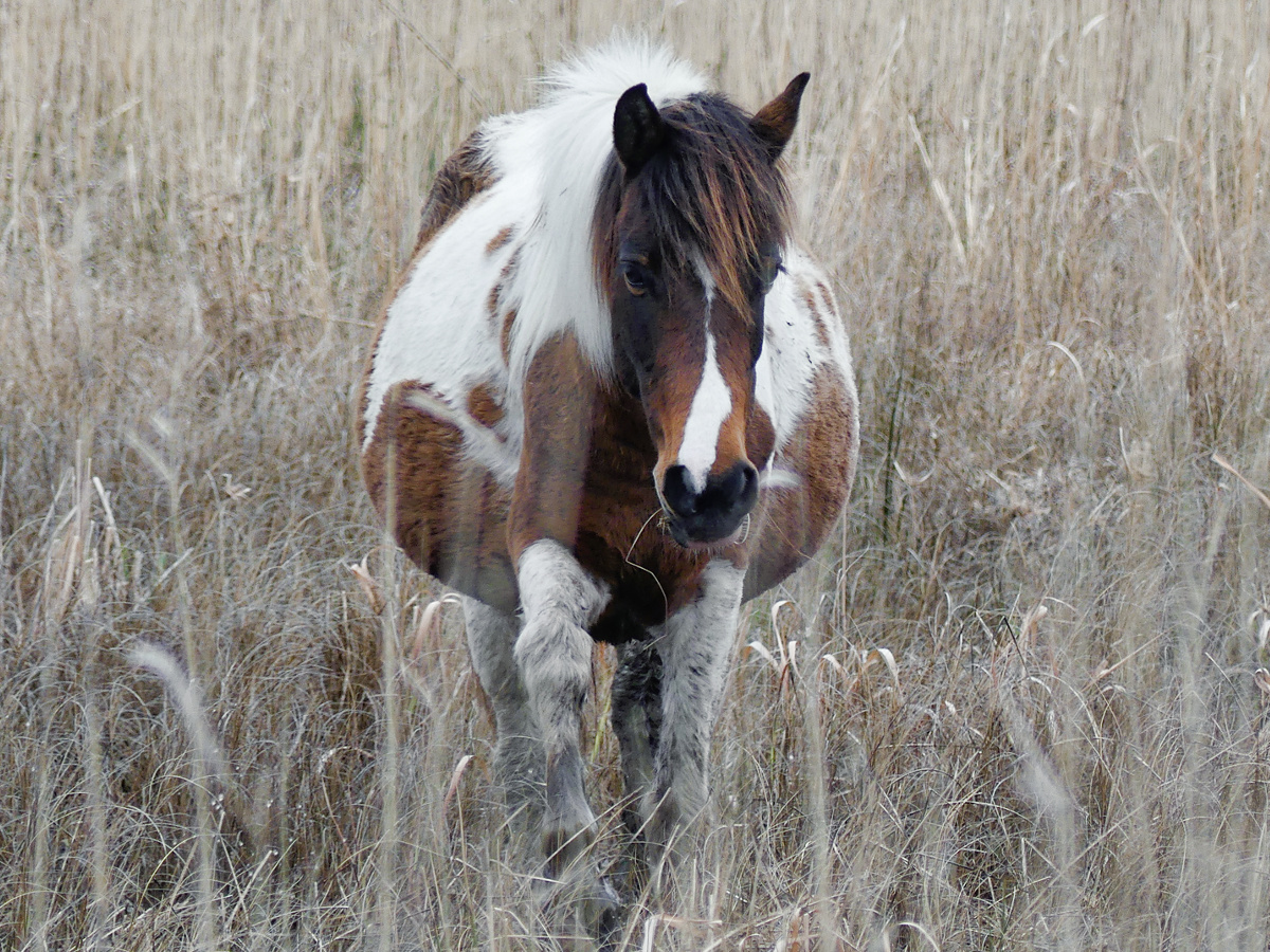 Facing view of obviously pregnant pony. 