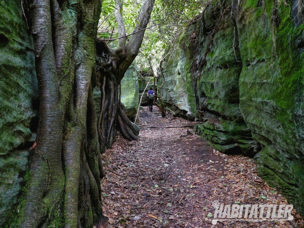 Passage of rocks approximately 12 feet high on all sides coverered in moss with large birch tree roots embedded into the stone.