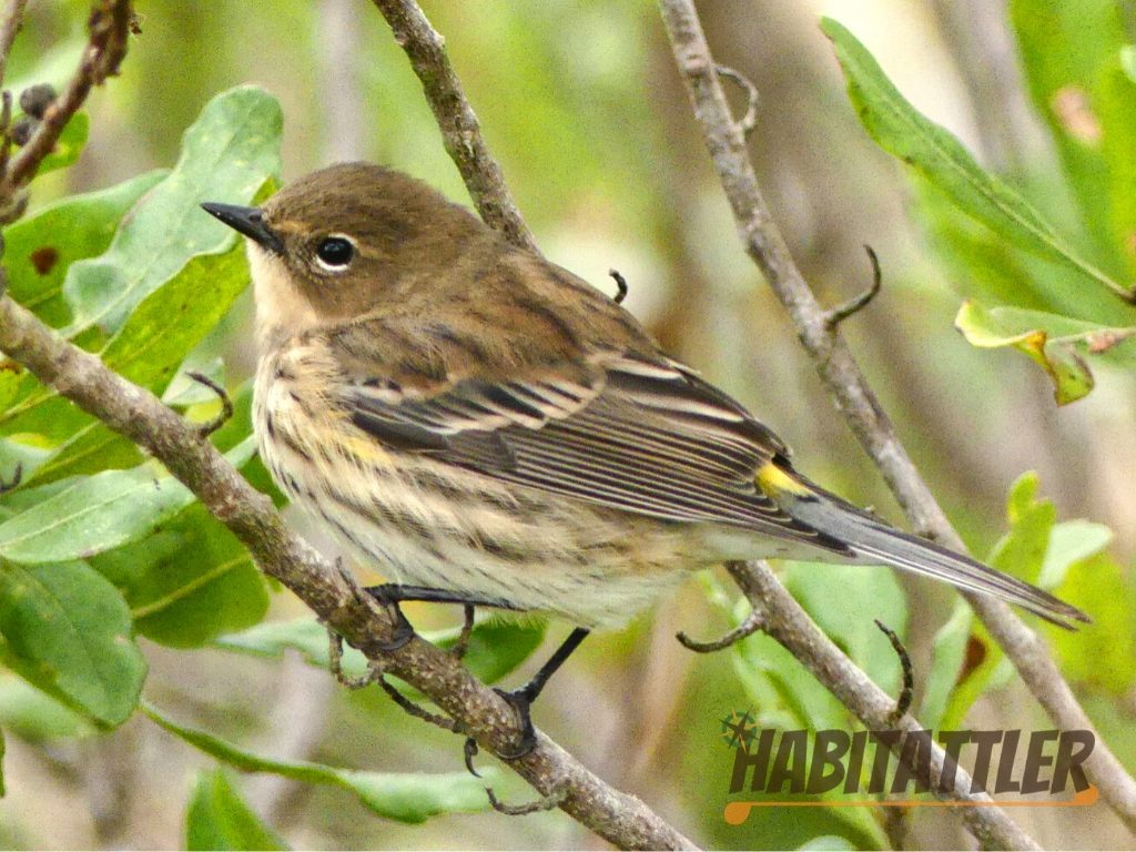 Yellow rumped warbler. South Cape May Meadows