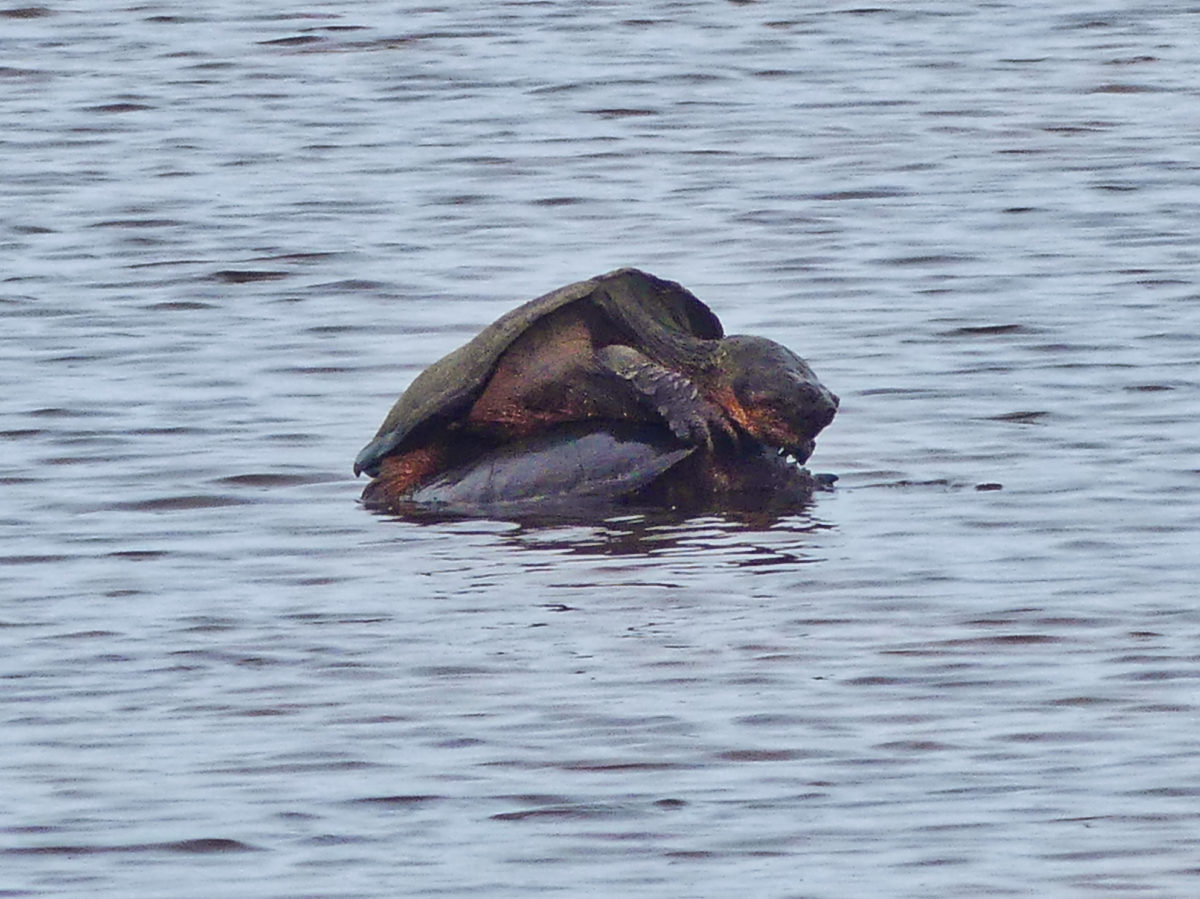 profile view of mating pair of snapping turtles.