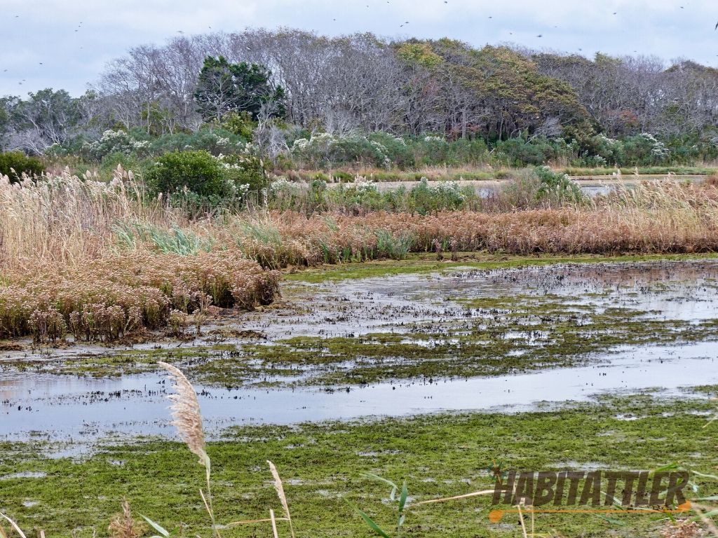 South Cape May Meadows landscape in Autumn