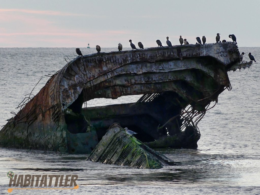 Cormorants enjoy dusk on the Ruins of the SS Atantus. Cape May, New Jersey.