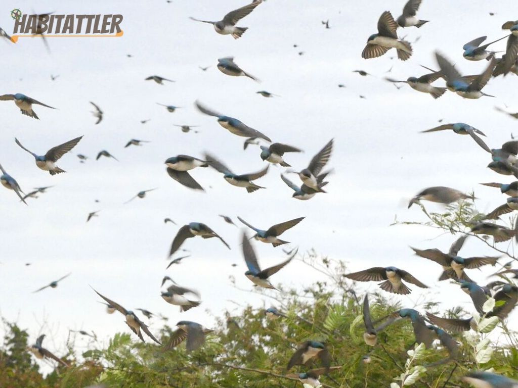 Large flight of tree swallows in the South Cape May Meadows.