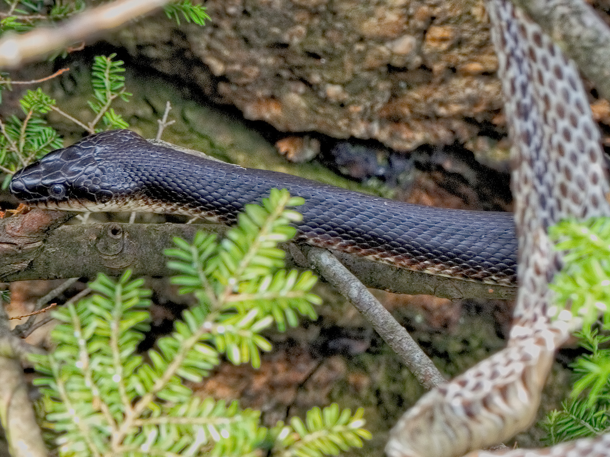 overhead view of molting snake in a tree.