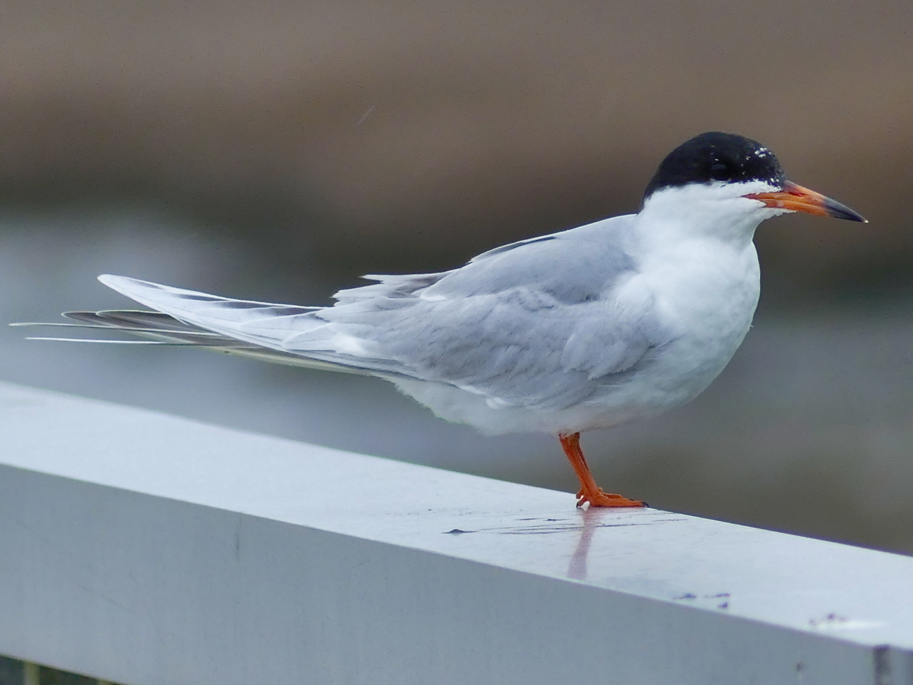 A small tern perched on a bridge guardrail while scanning the water below for food.