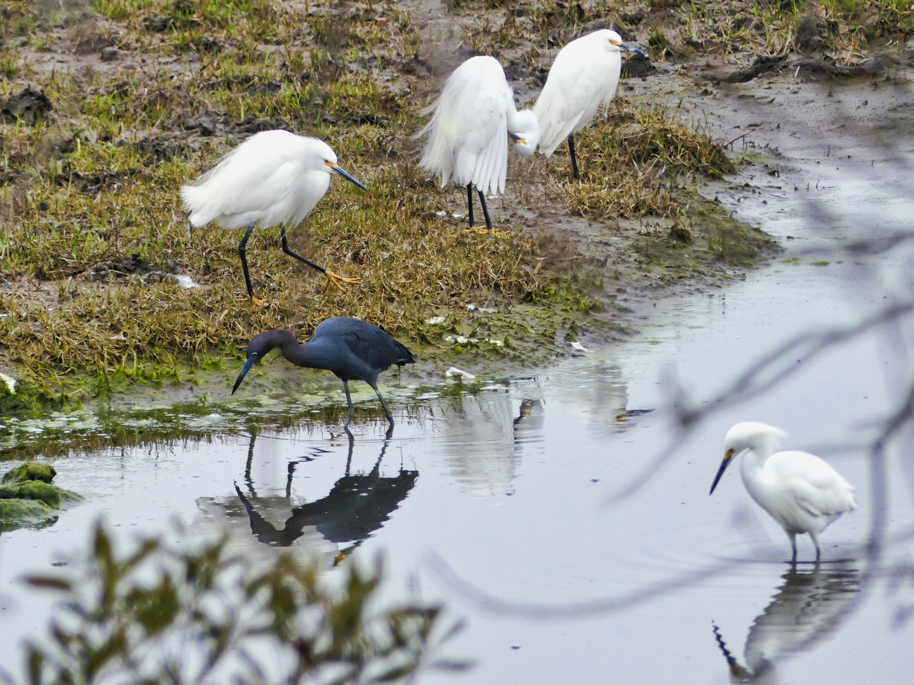 Group of egrets and a little blue heron hunting on a mud flat.