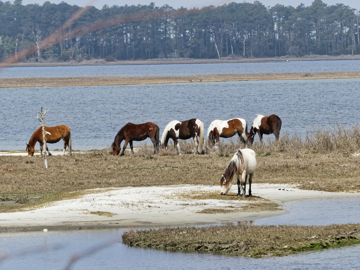 A band of ponies on a tump, grazing on salt marsh grass.